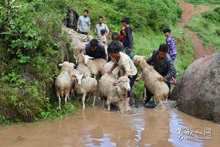 2016年凉山州昭觉县甘多洛古乡果阿丁村举行首届剪羊毛节