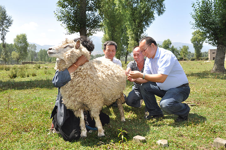 木乃尔什和同事在鉴定半细毛种羊