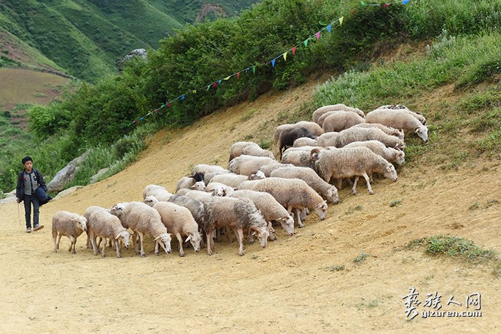 2016年凉山州昭觉县甘多洛古乡果阿丁村举行首届剪羊毛节