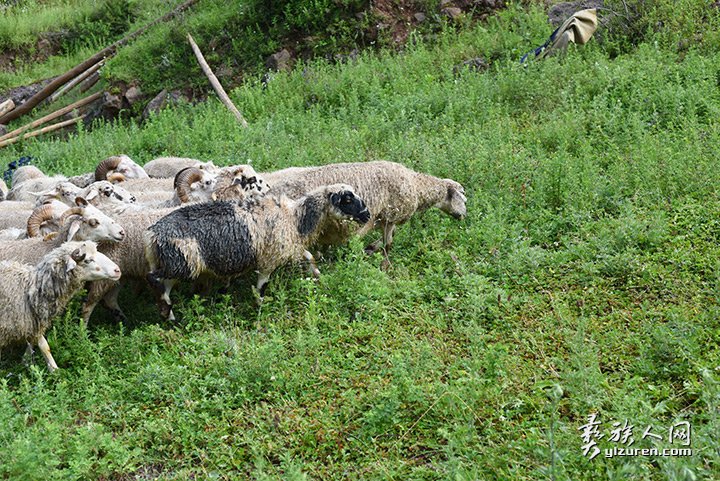 2016年凉山州昭觉县甘多洛古乡果阿丁村举行首届剪羊毛节