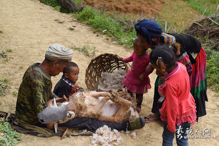 2016年凉山州昭觉县甘多洛古乡果阿丁村举行首届剪羊毛节