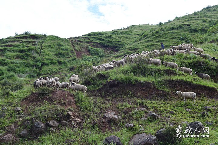 2016年凉山州昭觉县甘多洛古乡果阿丁村举行首届剪羊毛节
