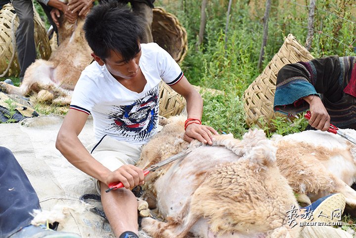 2016年凉山州昭觉县甘多洛古乡果阿丁村举行首届剪羊毛节
