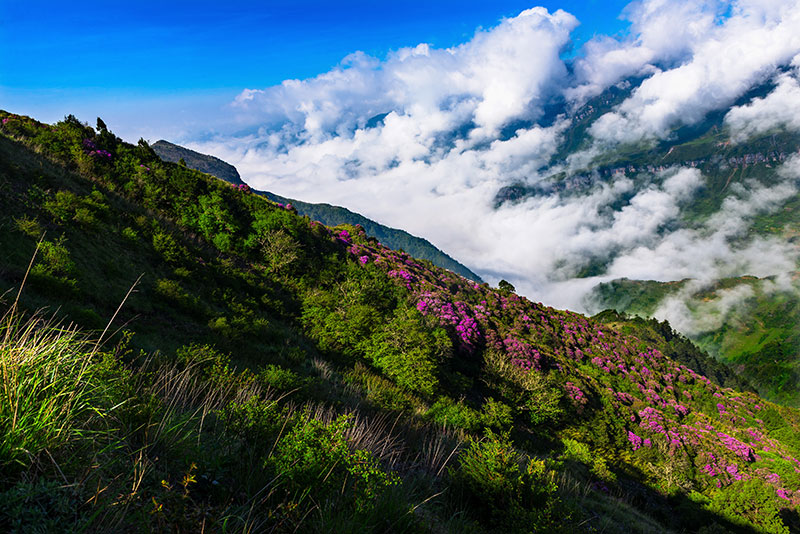 山花烂漫 山花烂漫